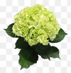 Single Color Box For Natural Hydrangeas Full Or Half - Artificial Flower Png,Hydrangea Png