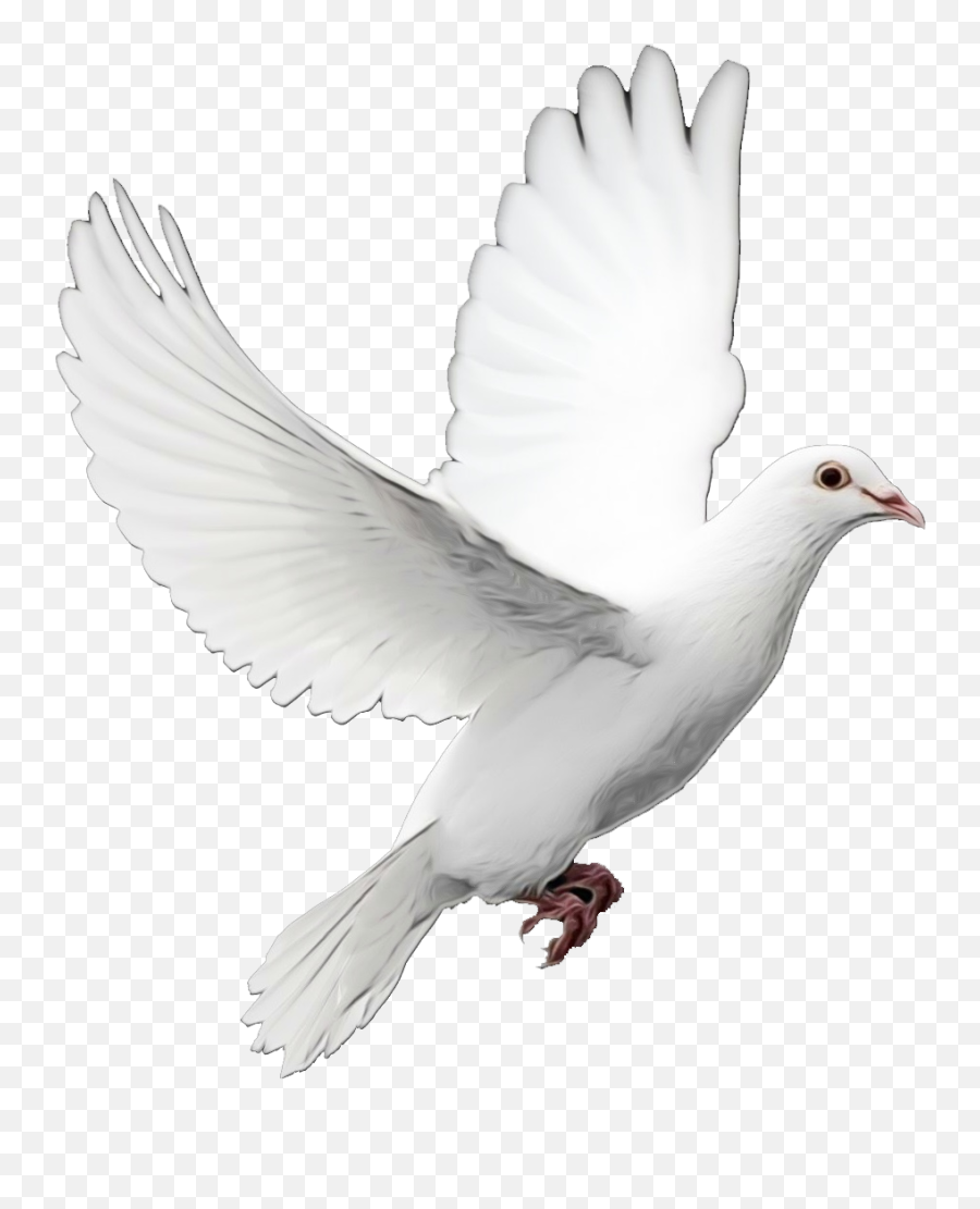 Pigeons And Doves Bird As Symbols - Dove Of Peace Png,White Doves Png