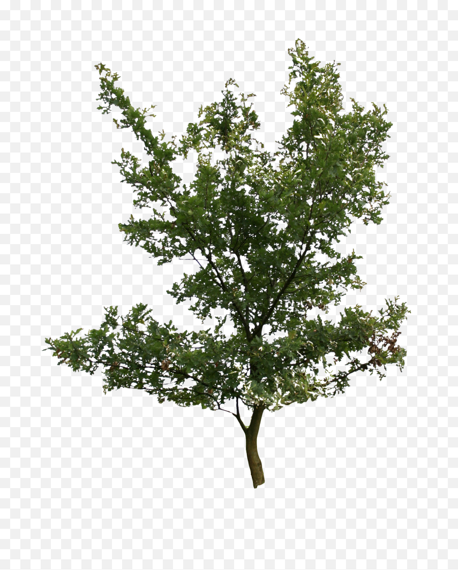 Download 2d Trees - Pond Pine Png Image With No Background Alder Birch Png,Trees Background Png
