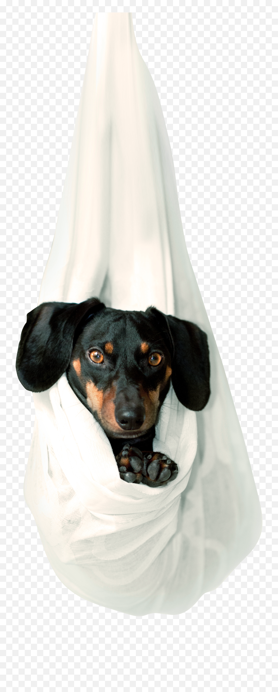 Cute Dog Png Image Free Download - Tik Tok Funny Dog,Snapchat Dog Filter Png