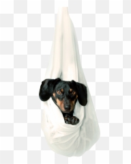 Cute Dog Png Image Free Download - Tik Tok Funny