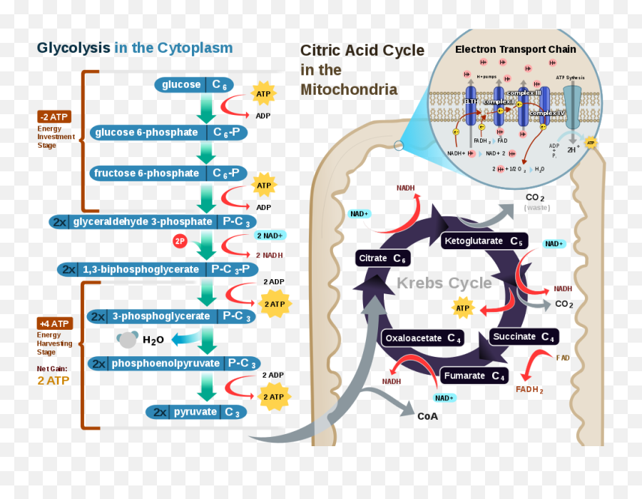 Citric Acid Cycle And Mitochondrial Electron Transport U2014 Steemit - Electron Transport In Cellular Respiration Png,Mitochondria Png