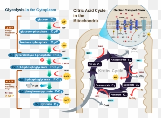 Citric Acid Cycle And Mitochondrial Electron Transport U2014 Steemit - Electron Transport In Cellular Respiration Png,Mitochondria Png