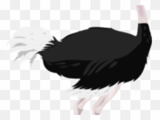 Ostrich Clipart Ostritch - Common Ostrich Png Download Transparent Ostrich Clipart,Ostrich Png