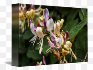 Honeysuckle - Common Honeysuckle Png,Honeysuckle Png