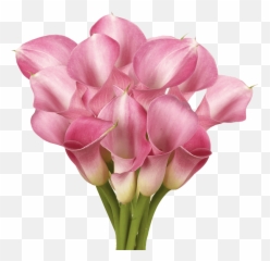 Gorgeous Lavender Calla Lily Flowers - Girly Png,Calla Lily Png