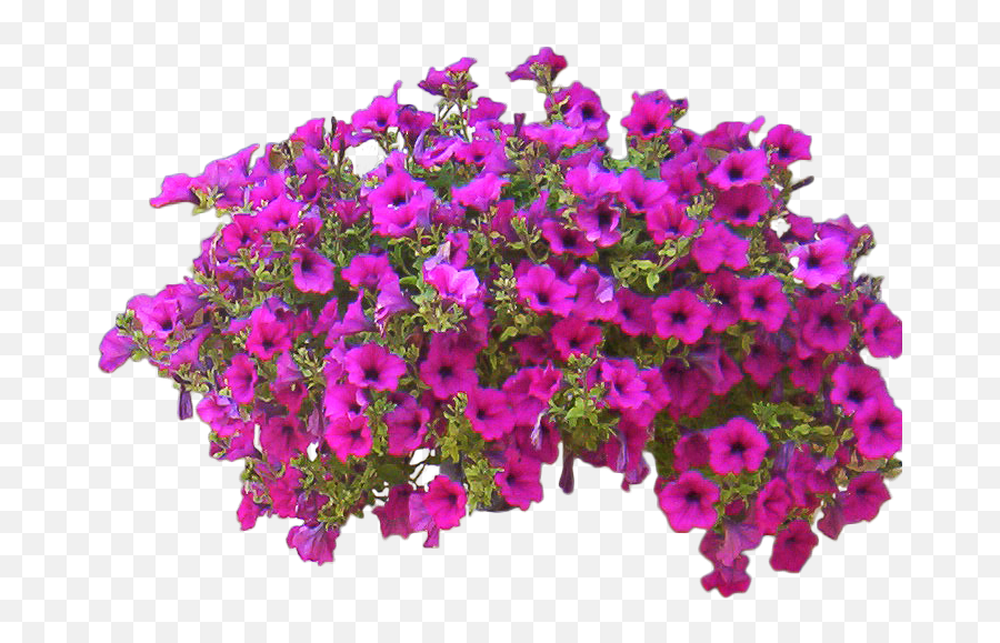 Download Petunia Png Free - Flower Bush Png Transparent,Shrub Transparent Background