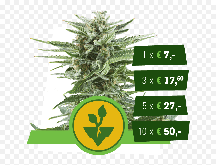 Classic Autoflowering Cannabis Strains - Autoflowering Cannabis Png,Weed Nugget Png