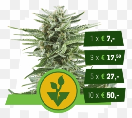 Classic Autoflowering Cannabis Strains - Autoflowering Cannabis Png,Weed Nugget Png