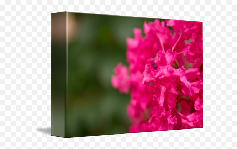 Pink Star By Cindal Jackson - Bougainvillea Png,Pink Star Png