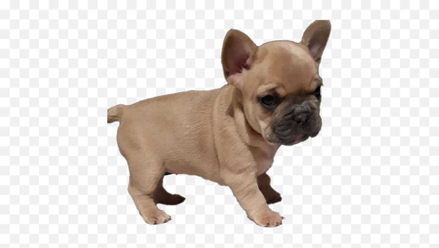 French Bulldog Puppy Png Images - French Bulldog Puppy Png,French Bulldog Png