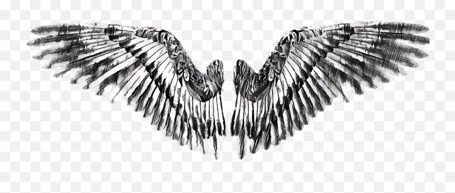 Download Hd Wing Wings Angel Devil - Golden Eagle Eagle Png,Devil Wings Png