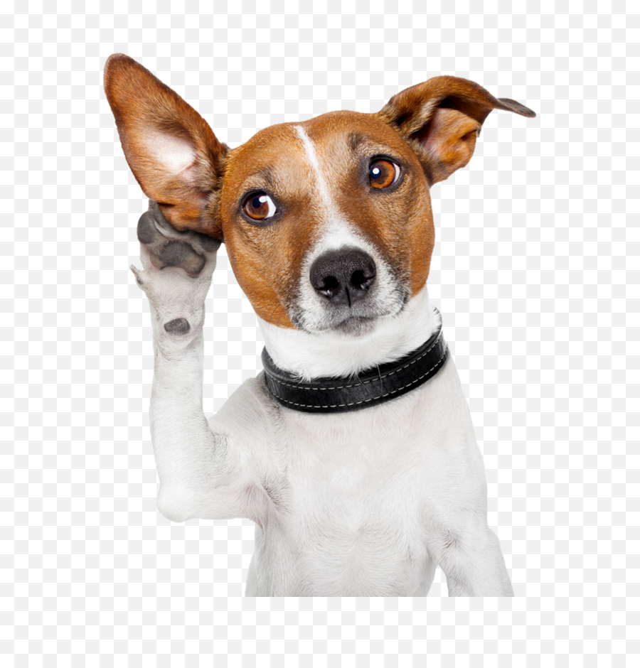 Dog With Transparent Background Free - Dog With Ears Up Png,Pet Png