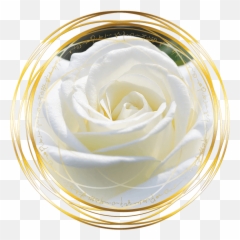 Magdalena Of The Rose Red Transmission - The White Pics Of Flowers png