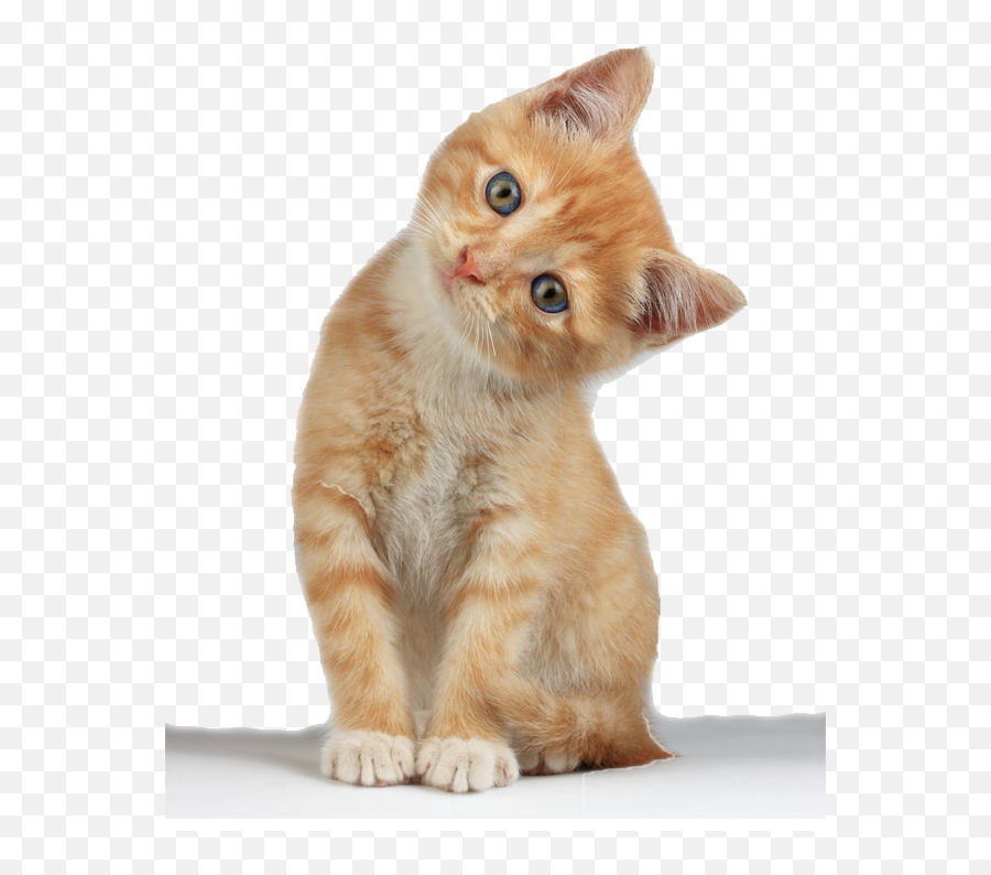Free Cat With Transparent Background - Kitten Png,Cat With Transparent Background
