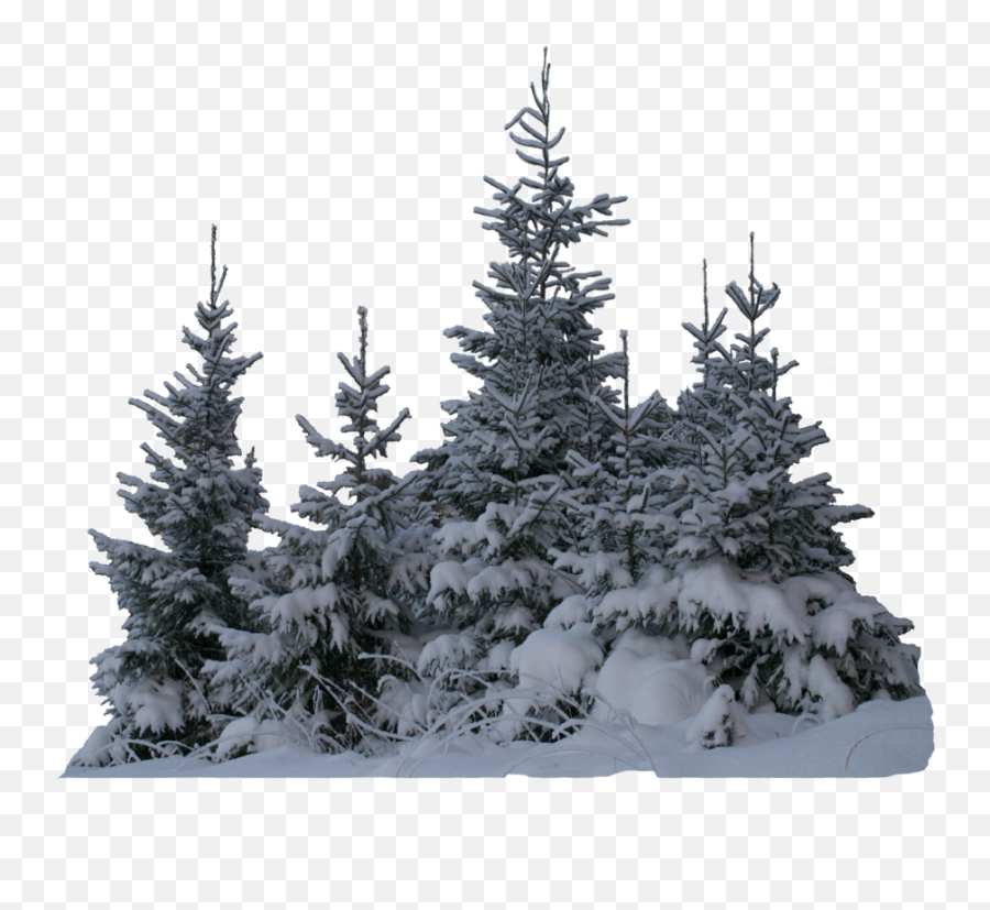 Snow Tree Transparent Png Clipart - Transparent Snow Tree Png,Snowy Trees Png