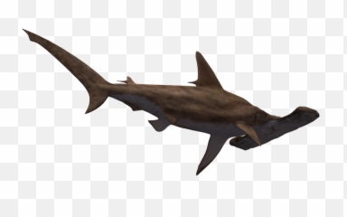 Download Hd Hammerhead Shark Clipart Realistic - Hammerhead Hammerhead Shark Transparent Background Png,Shark Clipart Transparent Background