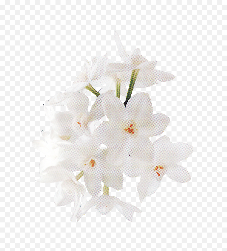 Download White Rose Png - Rose Png Image With No Background White Flower Images Download,White Rose Png