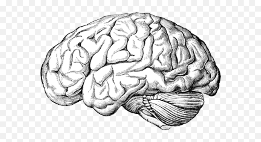 Human Brain A Text - Human Brain Anatomy Drawing Png,Human Brain Png