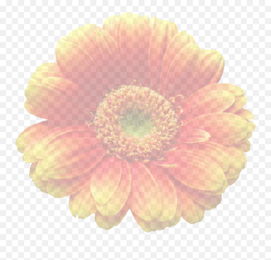 Gerberaorangetranslucenttransparentblossom - Free Image Transparent Background Translucent Png Flowers,Transparent Daisy