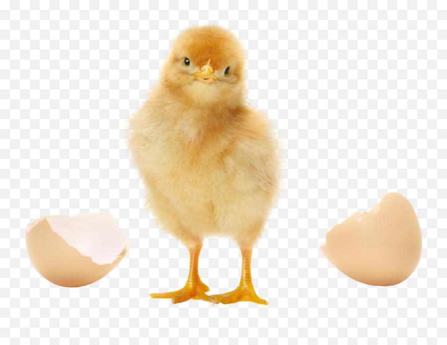Hatching Eggs And One - Transparent Baby Chick Png,Baby Chicks Png