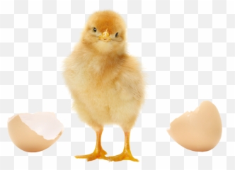 Hatching Eggs And One - Transparent Baby Chick Png