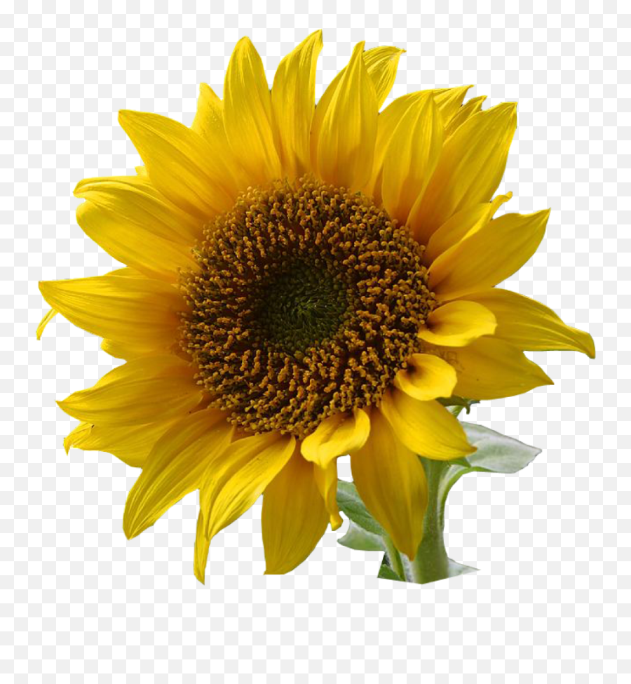 Sunflower Png Images - Real Sunflower Clipart,Watercolor Sunflower Png