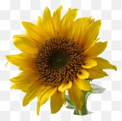 Sunflower Png Images - Real Clipart
