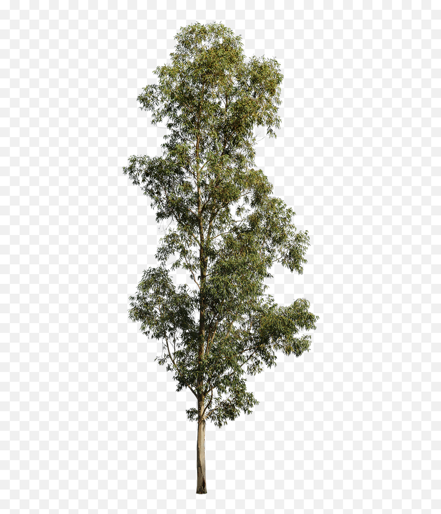 Eucalyptus Globulus Ii - Transparent Eucalyptus Tree Png,Tall Tree Png