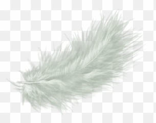 White Feather Drawing Clip Art - White Fur Transparent Background Png,Feather Transparent Background