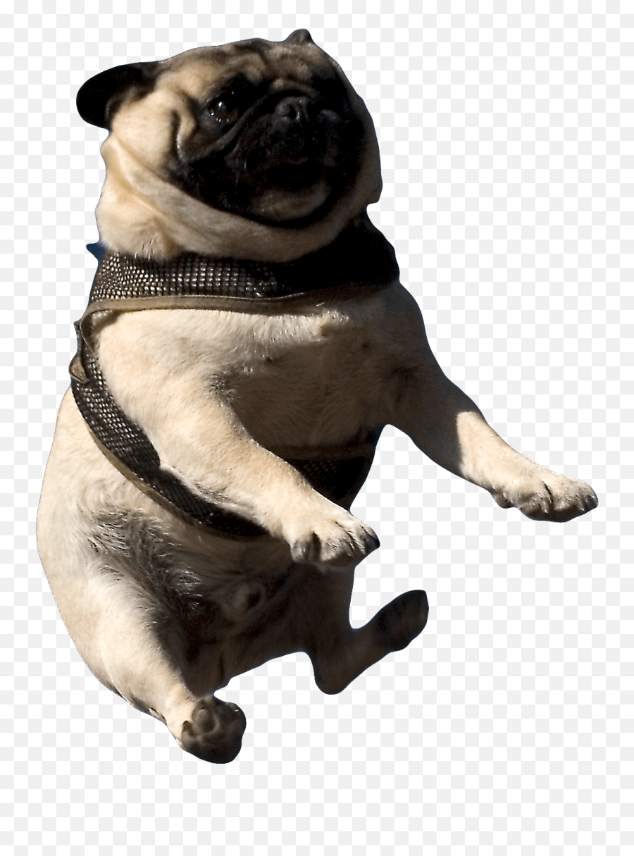 Pug Reluctantly Being Thrown In The Air - U Are Doing Me A Frighten Png,Pug Face Png