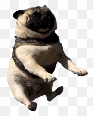 Pug Reluctantly Being Thrown In The Air - U Are Doing Me A Frighten Png,Pug Face Png