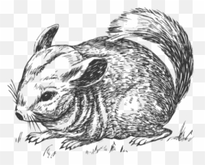 Grayscale Chinchilla Clipart - Animales En Escala De Grises Png,Chinchilla Png