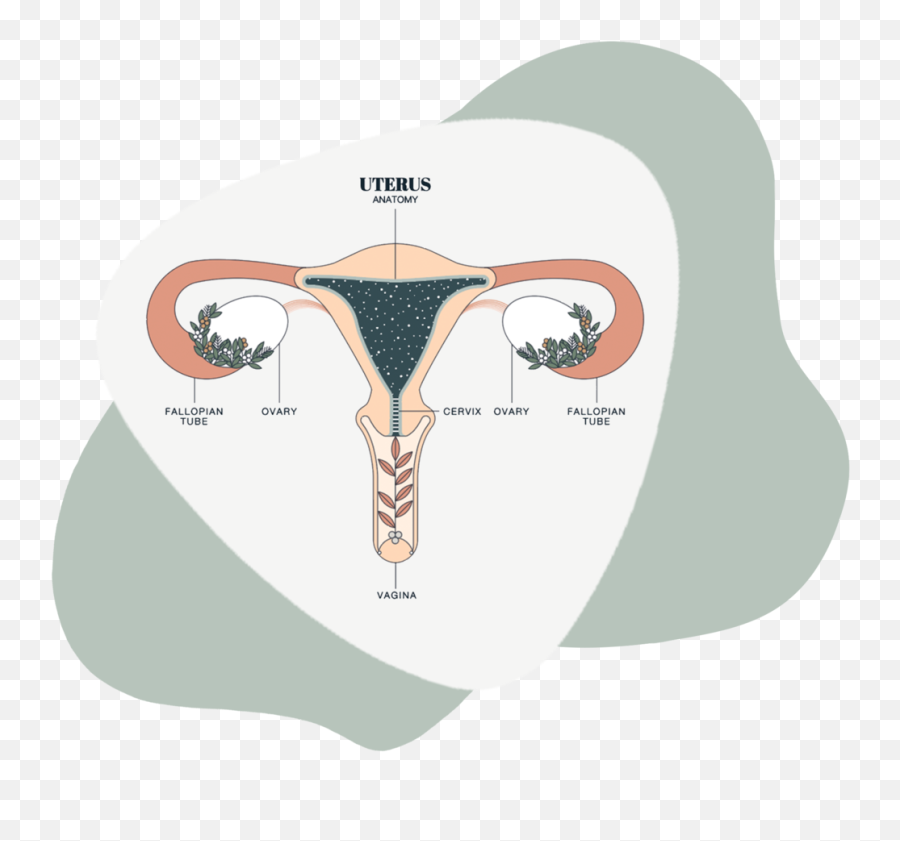Copy Of Home Pain Perception Project - Female Reproductive System Tumnlr Png,Uterus Png