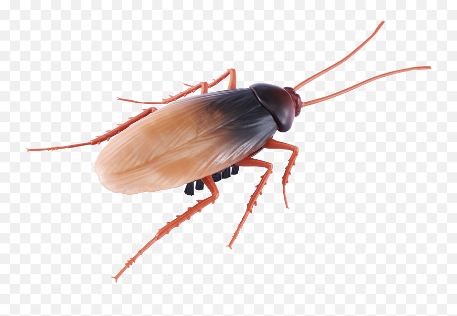 Robo Alive Crawling Cockroach Battery - Robo Alive Bugs Png,Cockroach Transparent