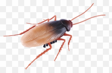 Robo Alive Crawling Cockroach Battery - Robo Alive Bugs Png,Cockroach Transparent