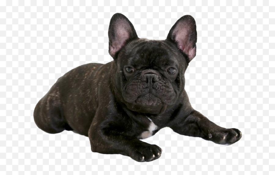 Black French Bulldog Png - Transparent French Bulldog Png,Bulldog Png