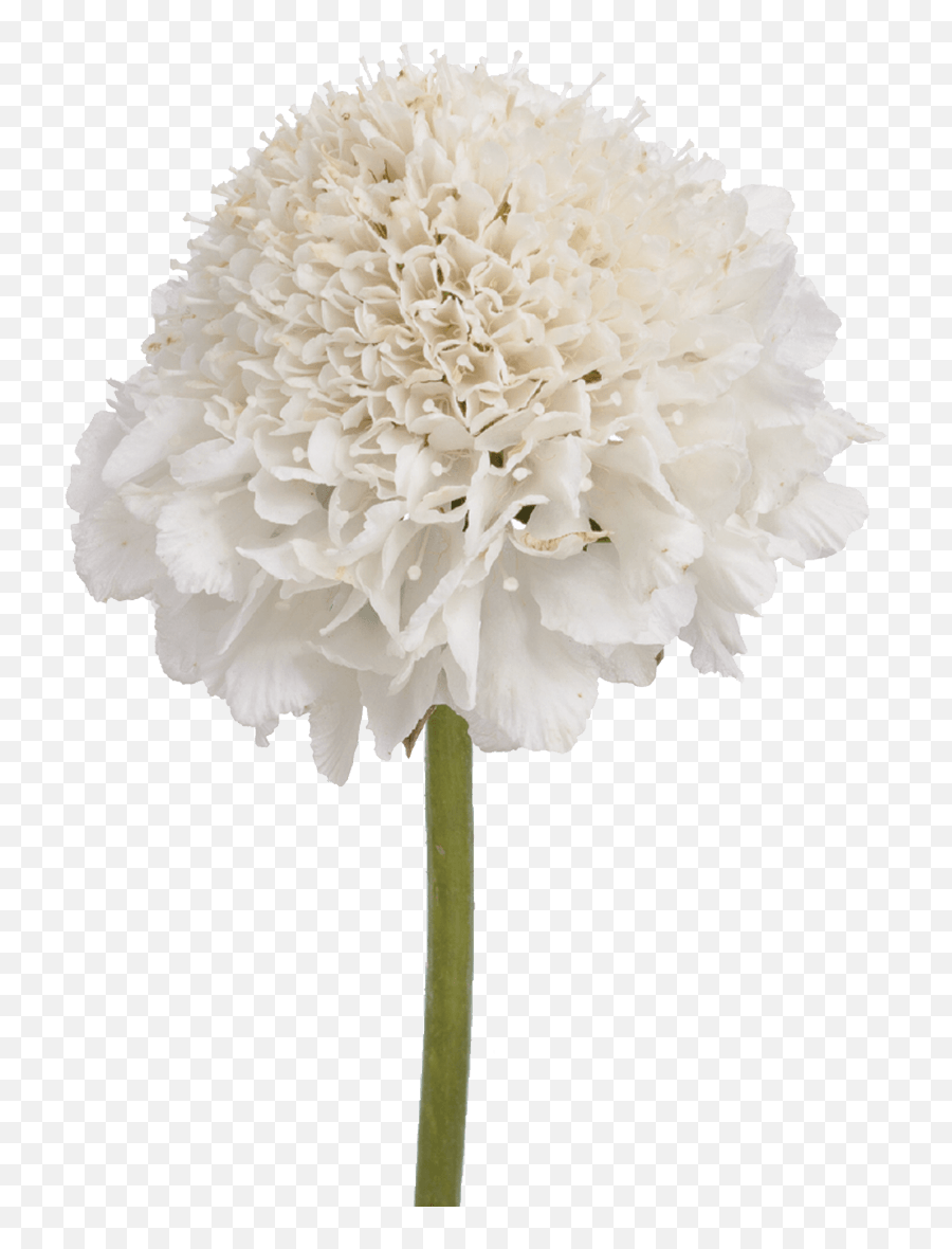 Download Artificial White Hydrangea Png Image With No - Artificial Flower,Hydrangea Png