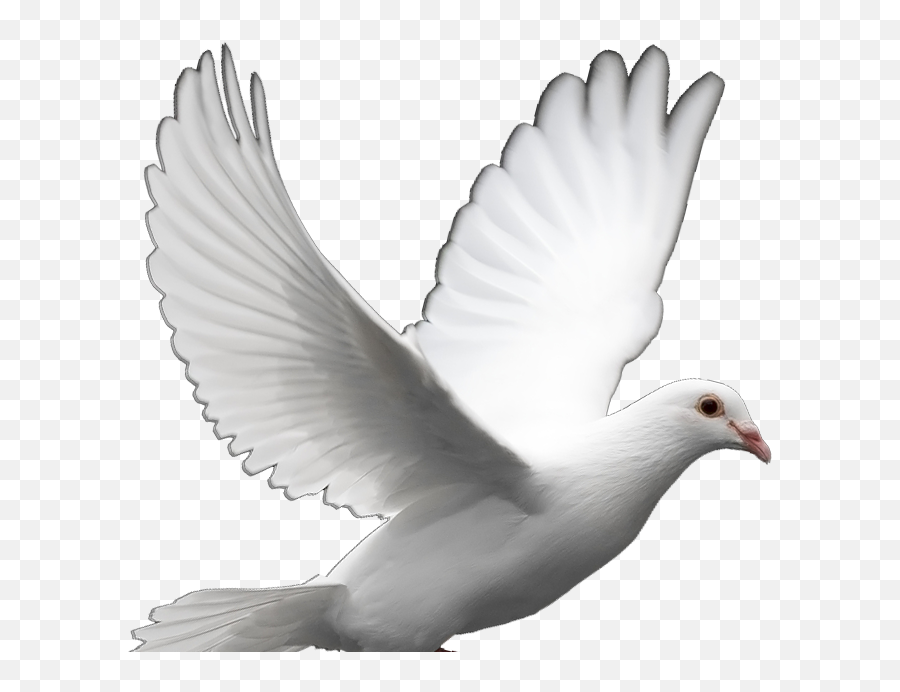 Columbidae Homing Pigeon Doves As - Transparent White Dove Png,White Doves Png