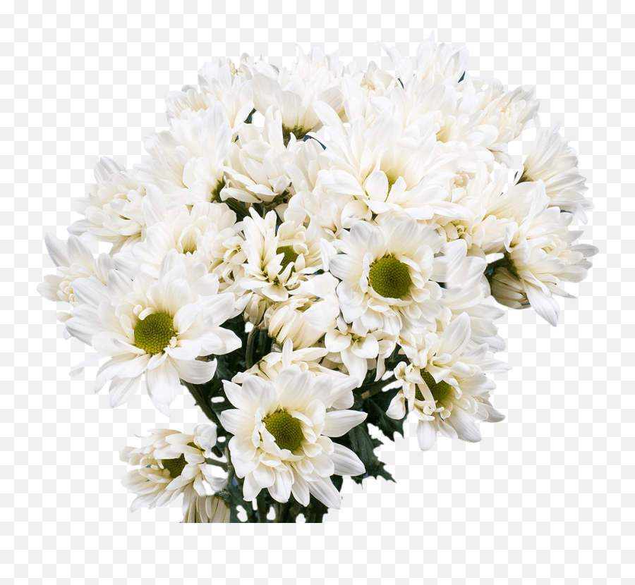 White Daisy Pom Poms Flowers Online Cheap - Buket Bunga Bukan Mawar Png,White Daisy Png