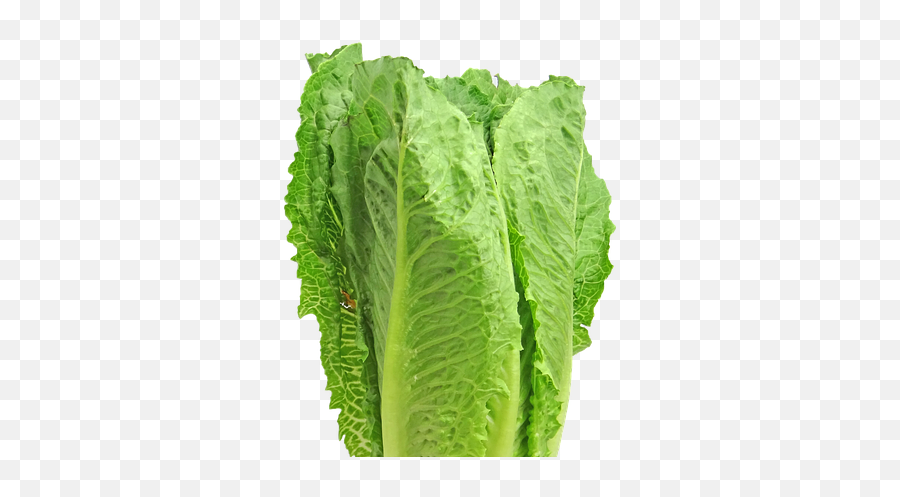 Romaine Lettuce Is Not Safe To Eat Cdc - Lettuce Clipart Png,Romaine Lettuce Png
