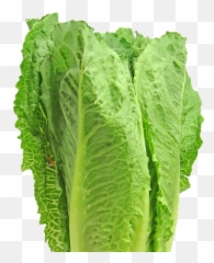 Romaine Lettuce Is Not Safe To Eat Cdc - Lettuce Clipart Png,Romaine Lettuce Png