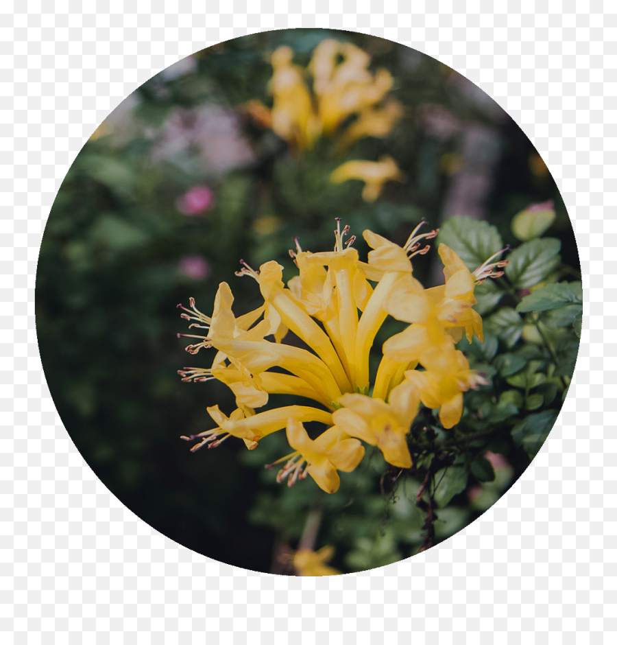 Golden And Silver Honeysuckle - Honeysuckle Family Png,Honeysuckle Png