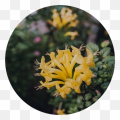 Golden And Silver Honeysuckle - Honeysuckle Family Png,Honeysuckle Png