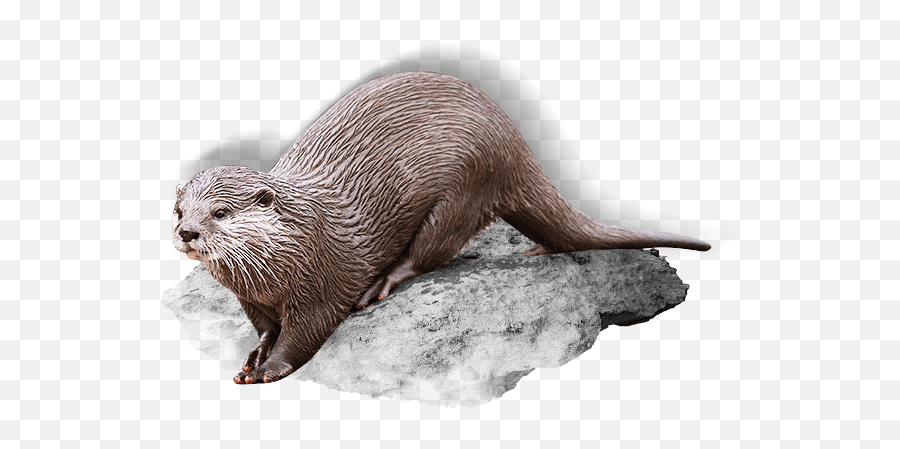 Eurasian Otter - Varna Paša North American River Otter Png,Otter Png