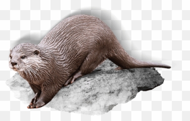 Eurasian Otter - Varna Paša North American River Otter Png,Otter Png