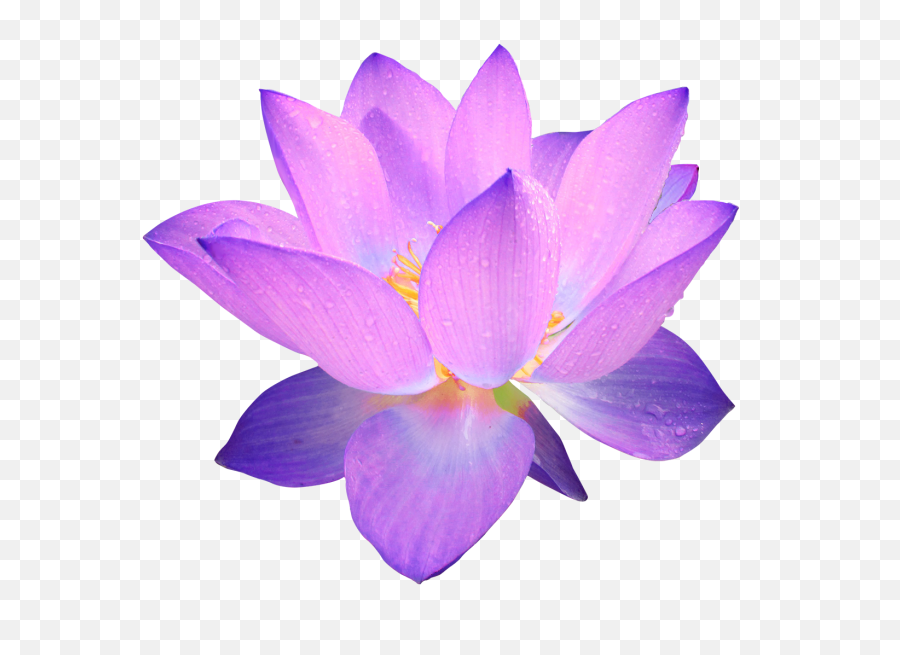 Purple Flower Transparent Png - Purple Flower Transparent Background,Lilac Png
