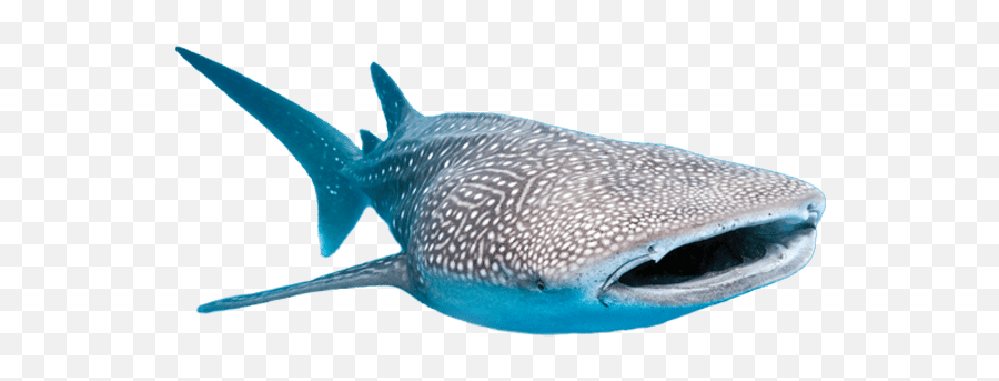 Whale Sharks Png 1 Image - Transparent Whale Shark Png,Whale Shark Png