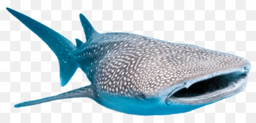 Whale Sharks Png 1 Image - Transparent Whale Shark Png,Whale Shark Png