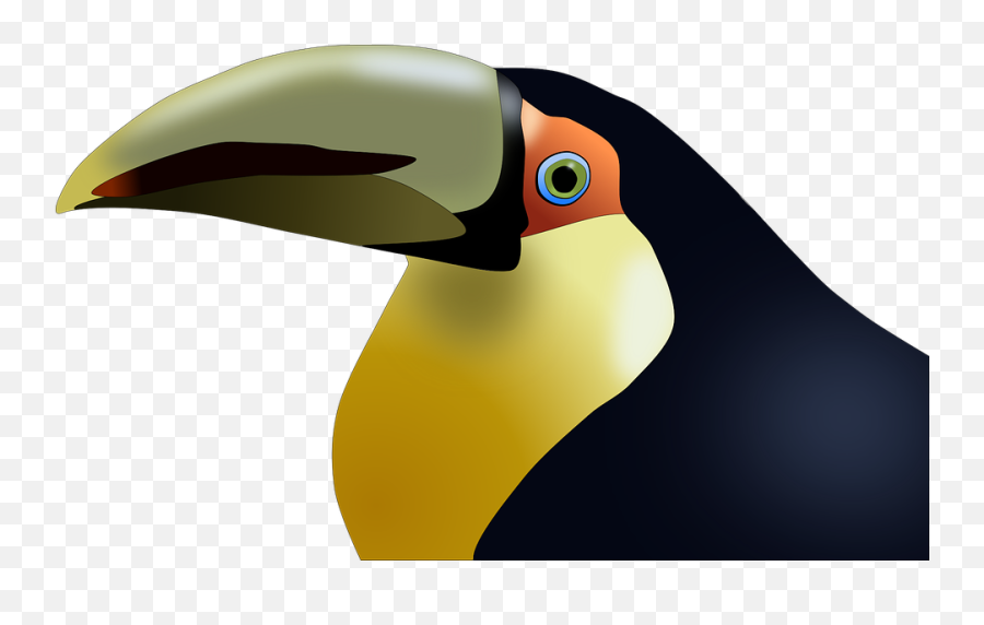 Toucan Bird Tropical - Birds Png,Toucan Png